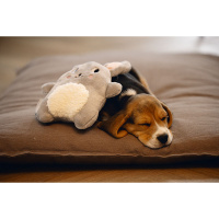 Beeztees Puppy Hase Snoet dein Kuschelfreund