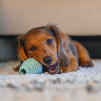 Beeztees Sumo Mini Play Spielspaß und Zahnpflege...