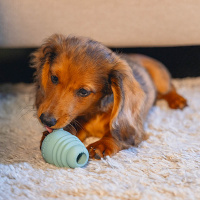 Beeztees Sumo Mini Play Spielspaß und Zahnpflege für Welpen