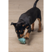 Beeztees Sumo Mini Play Spielspaß und Zahnpflege für Welpen grün