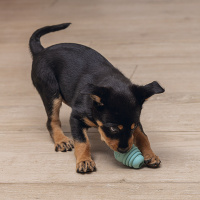 Beeztees Sumo Mini Play Spielspaß und Zahnpflege für Welpen grün