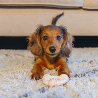 Beeztees Welpe Dental Ring Kauspielzeug für die Zähne