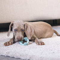 Beeztees Welpe Dental Ring Kauspielzeug für die Zähne