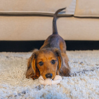 Beeztees Welpe Dental Ring Kauspielzeug für die Zähne rosa