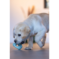 Beeztees Welpe Dental Ring Kauspielzeug für die Zähne grün