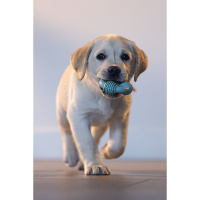 Beeztees Welpe Dental Ring Kauspielzeug für die Zähne grün