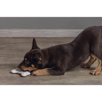 Beeztees Welpe Dental Knochen Kauspielzeug für die Zähne rosa