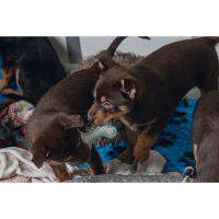 Beeztees Welpe Dental Knochen Kauspielzeug für die Zähne grün