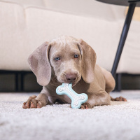 Beeztees Welpe Dental Knochen Kauspielzeug für die Zähne grün