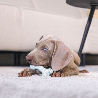 Beeztees Welpe Dental Knochen Kauspielzeug für die Zähne grün