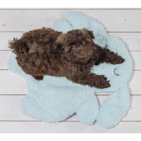 Beeztees Welpe Pimba kuschelige Decke für deinen Welpen