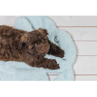 Beeztees Welpe Pimba kuschelige Decke für deinen Welpen