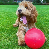 BOOMER BALL Treibball für aktive Hunde blau L