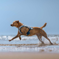 Non-stop dogwear Hundekühlweste Cooling Vest