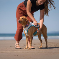 Non-stop dogwear Hundekühlweste Cooling Vest light gray-teal S