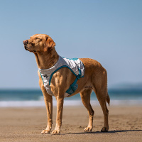 Non-stop dogwear Hundekühlweste Cooling Vest light gray-teal M