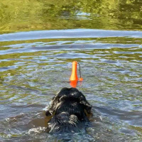 Dog Comets Bobber schwimmende Flasche Leuchtturm Rosa