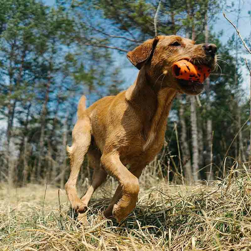 Non-stop dogwear Dog Throw Toy - vielseitiges Hundespielzeug aus Naturkautschuk