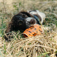 Non-stop dogwear Dog Throw Toy - vielseitiges Hundespielzeug aus Naturkautschuk