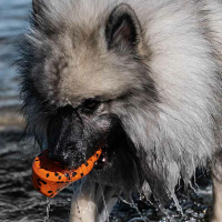 Non-stop dogwear Dog Throw Toy - vielseitiges Hundespielzeug aus Naturkautschuk