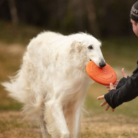Non-stop dogwear Dog Flying Disc Frisbee für Hunde orange