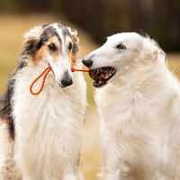 Non-stop dogwear Dog Ball on Rope Spielspaß...