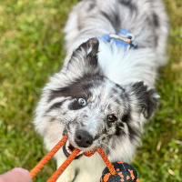 Non-stop dogwear Dog Ball on Rope Spielspaß für Hunde