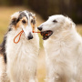 Non-stop dogwear Dog Ball on Rope Spielspaß für Hunde