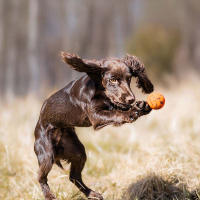 Non-stop dogwear Dog Ball für Hunde orange-schwarz ⌀ 70mm