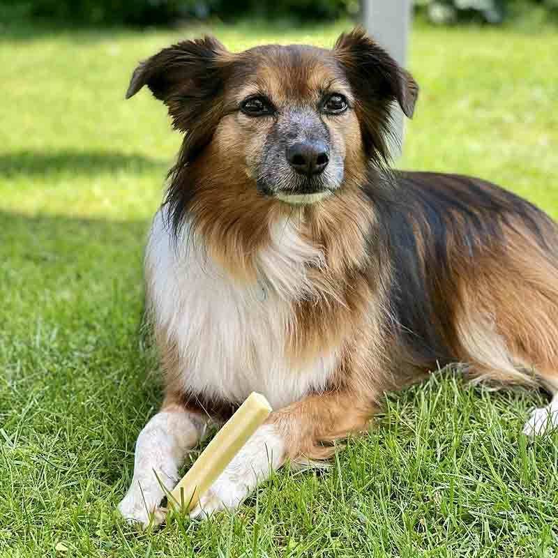 SwissCowers Käse Barren Käsestangen aus der Schweiz