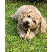 SwissCowers Käse Barren mit Trüffel...