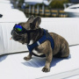 K9 Sport Shades Sonnenbrille Hundebrille stylischer Augenschutz für deinen Hund