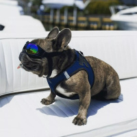 K9 Sport Shades Sonnenbrille stylischer Augenschutz für deinen Hund rosa