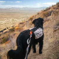Non-stop dogwear Light Dog Backpack Hunderucksack grau-schwarz S