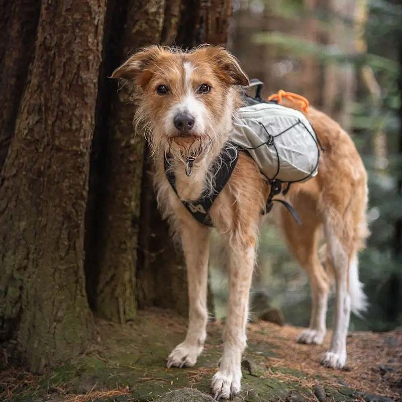 Non-stop dogwear Light Dog Backpack Hunderucksack grau-schwarz L