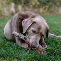 DOOG Family Stick – Apportierstock Stock NEUE Ausführung Twiggy