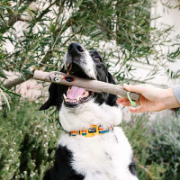 DOOG Family Stick – Apportierstock Stock NEUE Ausführung Baby Barkley