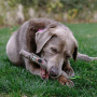 DOOG Family Stick – Apportierstock Stock NEUE Ausführung