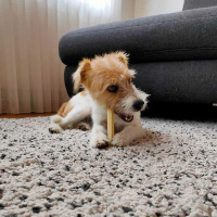 SwissCowers Käse Barren mit Seealgen...