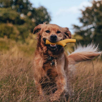 Beco Pets Super Stick