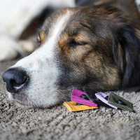 AnnyX Loops für dein Equipment sonnenhut M