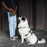 AnnyX Cord pouch Beutel für dein Equipment oliv