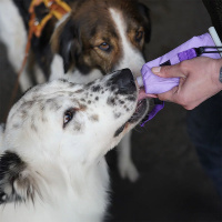AnnyX Tubeholder Tasche für die Futtertube lavendel