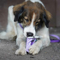 AnnyX Tubeholder Tasche für die Futtertube sonnenhut