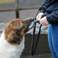 AnnyX Splashbag Tube für die Belohnung schwarz