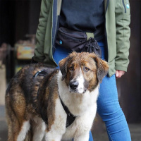 AnnyX Snackbag Tasche für die Leckerlies schwarz