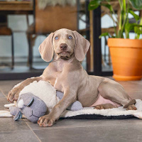 Beeztees Welpe Kuschelschaf mit Herzschlagfunktion