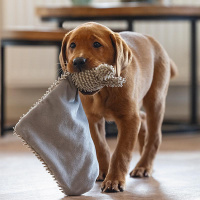 Beeztees Puppy Kuscheltücher An & Lu Kuschelfreunde An -grau