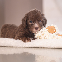 Beeztees Puppy Kuscheltücher An & Lu Kuschelfreunde Lu -weiß