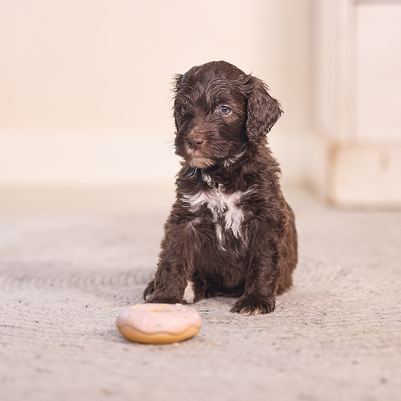 Beeztees Puppy Donuts JUM Kauspielzeug für deinen Welpen